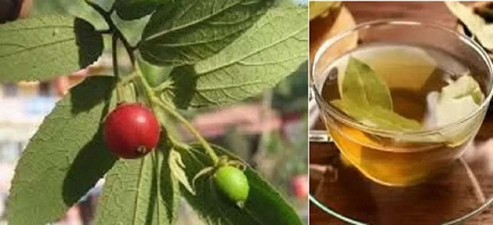 Resep Rebusan Daun Penurun Kolesterol Mudah Didapat Dekat Rumah 