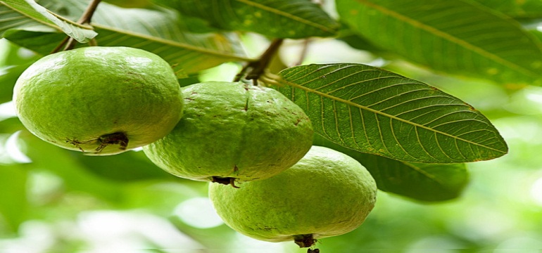 Manfaat Daun Jambu Biji untuk Rambut Cantik Berkilau Secara Alami